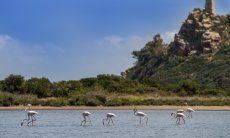 Villa Caroline | Torresalinas Flamingos Flamingos auf dem Weg zu Villa Beatrice