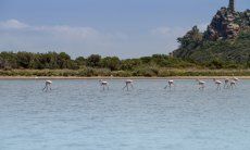 Torresalinas Flamingos