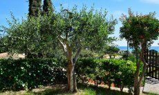 Apartment Castededdu 8 | Garten mit mediterranen Pflanzen und Bäumen Garten mit mediterranen Pflanzen und Bäumen