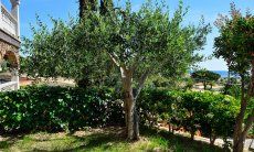Apartment Castededdu 8 | Kleiner, mediterraner Garten mit Meerblick New Picture 2018