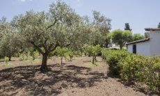 Casa Su Faru 5 | Lage des Hauses mitten im Obsthain Lage des Hauses mitten im Obsthain
