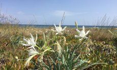 Villa Bau Cannas | Blühende Strandlilien am Meer von Torre Salinas Strandlilien -Sea Daffodil - Gligli di mare