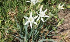 Strandlilien 