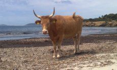 Chia | Sonnenbadende Kuh am Strand von Piscinni 