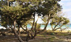 Wocholderbäumer am gleichnamigen Strand Cala Ginepro bei Cala Liberotto