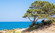 Vom Wind geformter Wocholder und Blick aufs Meer von Capo Ferrato