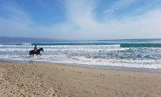 Reiter mit Pferd vor den Wellen am Strand vom Poetto, Cagliari