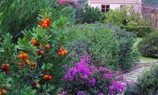 Villa Ulivi 27 | Garten mit blühenden Sträuchern V. Ulivi 27