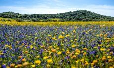 Villa Fiori 3 | Landschaft mit Blumenwiese im April bei Villa Fiori 3 New Picture 2025