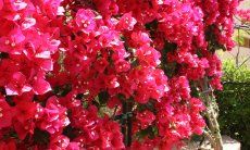 Villa Zoello 10 | Blühender Bougainville im Garten Blumen im Garten