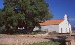 Millenari - 1000 Jahre alter Olivenbaum Millenari | Sardinien Sardinien