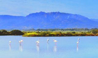 Lagune von Nora mit Flamingos uns Hang von Is Molas im Hintergrund