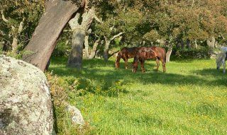 Sardinien