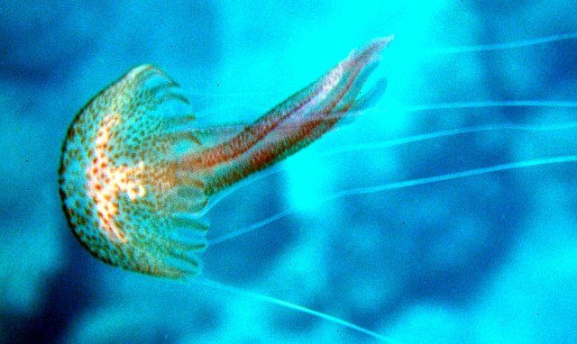 Pelagia noctiluca (Leuchtqualle) Pelagia noctiluca (Leuchtqualle)